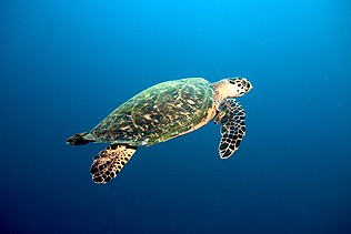 hawksbill turtle