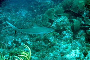 another caribbean reefshark, or not Jerry?