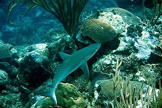 Caribbean reefshark, or not Suzy?