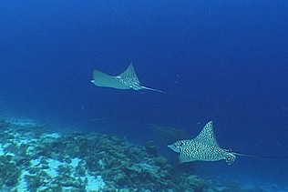 flight of eagle rays