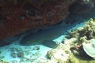 Real Nurseshark for Jerry and Suzy