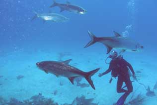 big schools of Tarpon in the blue hole